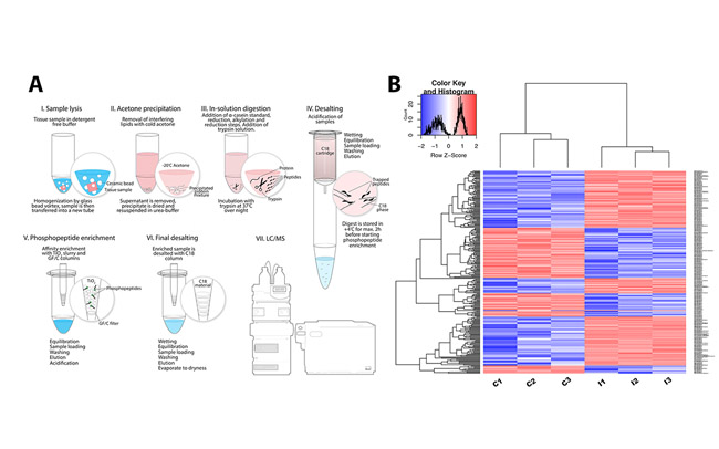 Isoflurane Phosphoproteomics